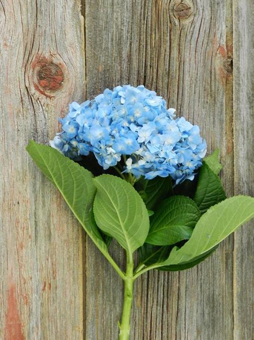 BLUE HYDRANGEAS